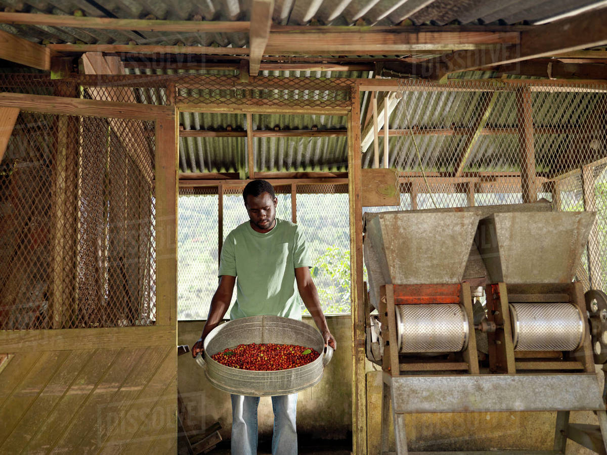 Worker sorting and processing coffee berries on coffee farm in the Blue