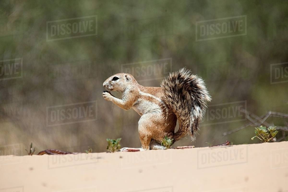 Ground squirrel in desert Stock Photo Dissolve