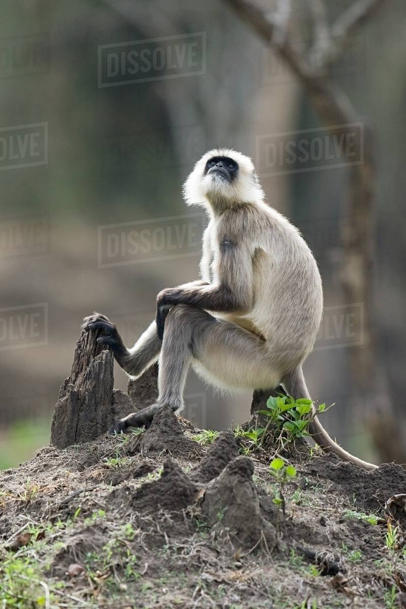 a langur monkey sitting
