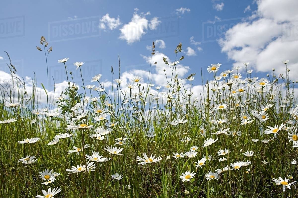 Field of daisies Stock Photo Dissolve
