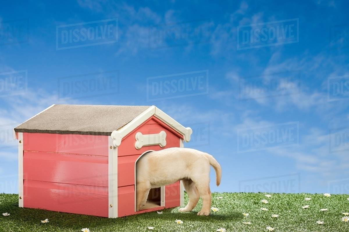 Labrador puppy in kennel Stock Photo Dissolve