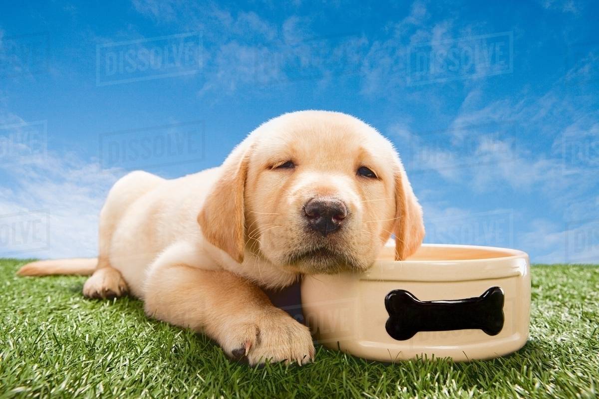Labrador puppy with dog bowl Stock Photo Dissolve
