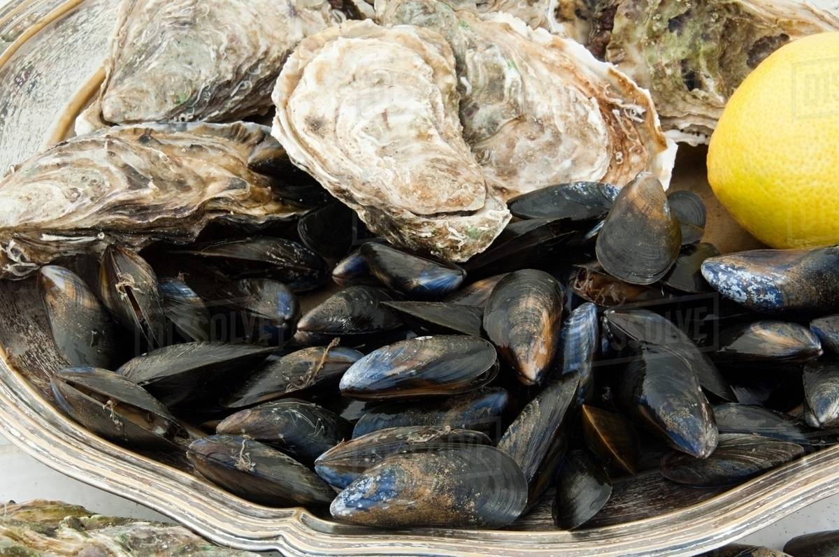 Mussels and oysters Stock Photo Dissolve
