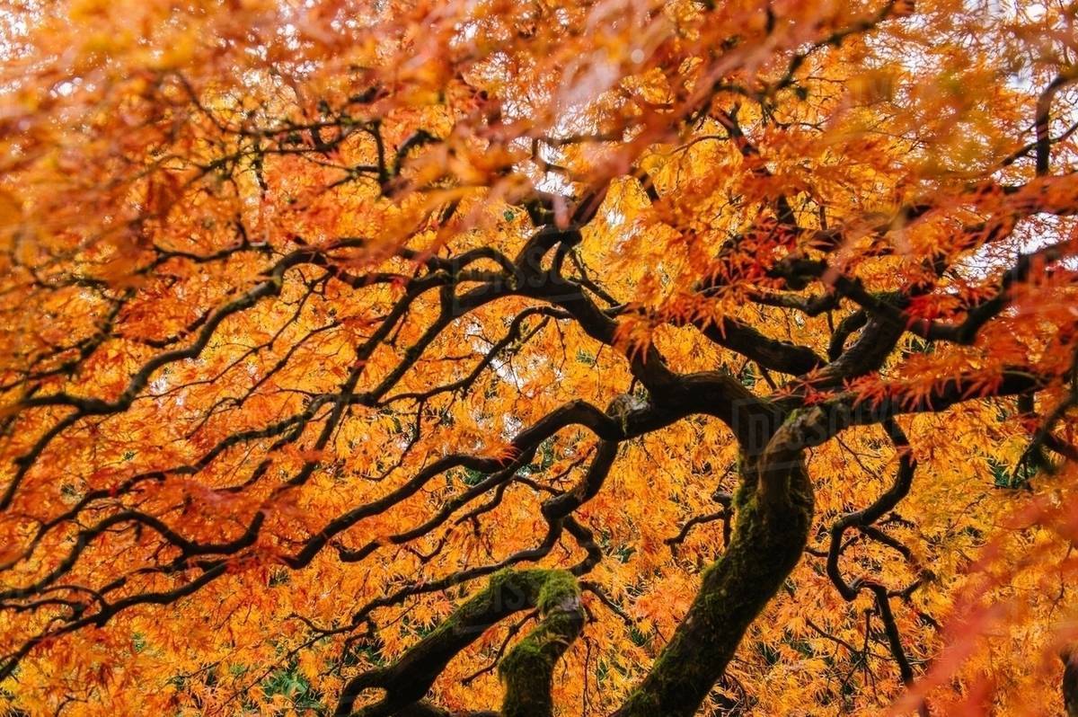 Low angle view of Japanese maple with orange autumn leaves Royalty-free stock photo