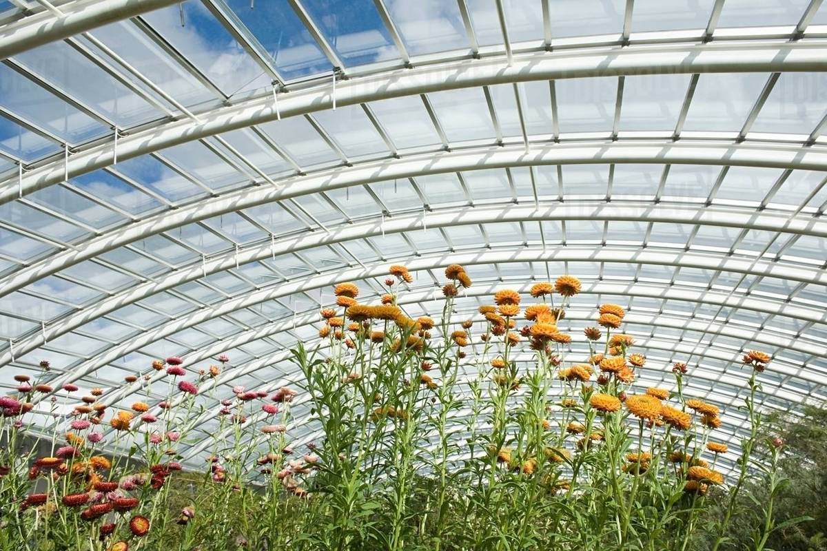 Plants in a large greenhouse Stock Photo Dissolve