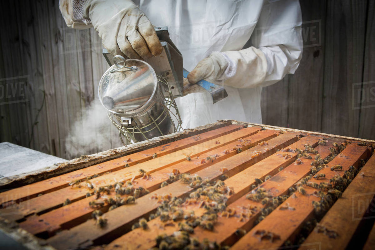 Beekeeper smoking bees in hive, mid section Stock Photo Dissolve