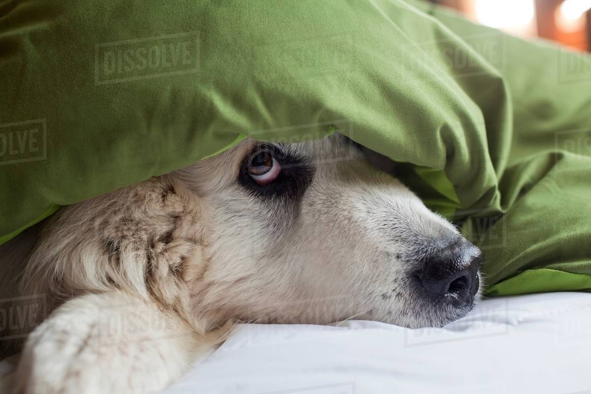 Domestic dog hiding under duvet Stock Photo Dissolve