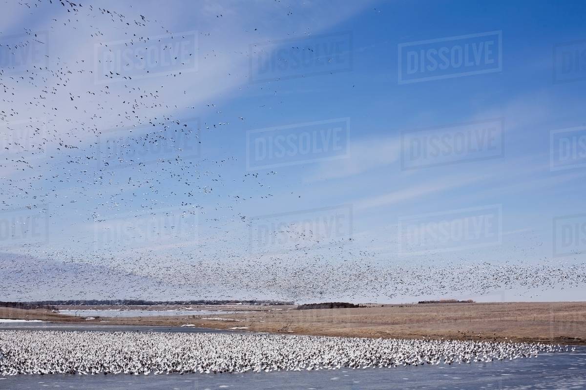 Flock of birds in South Dakota, USA Stock Photo Dissolve