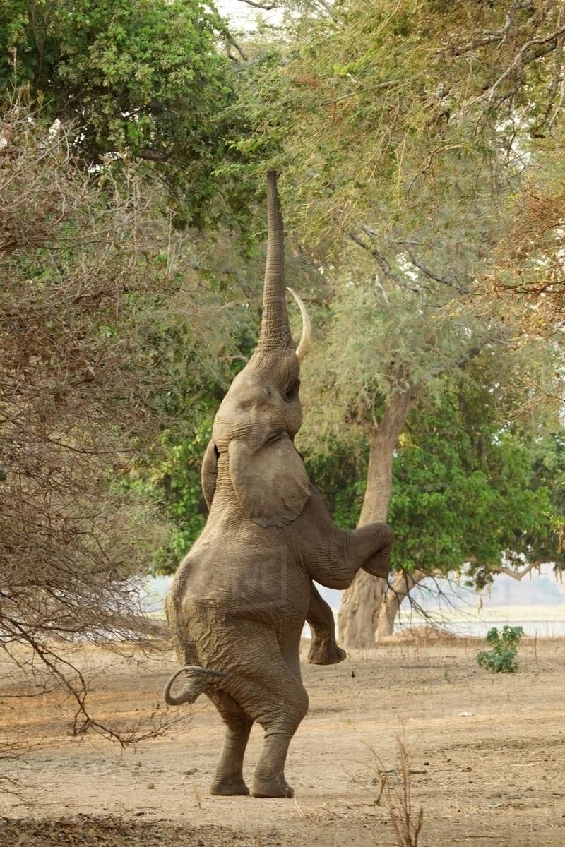 Elephant (Loxodonta africana) standing on hind legs, Mana Pools