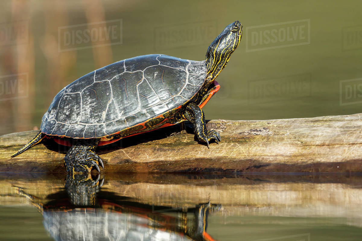 An America Painted turtle (chrysemys picta) basks in the sun on a log