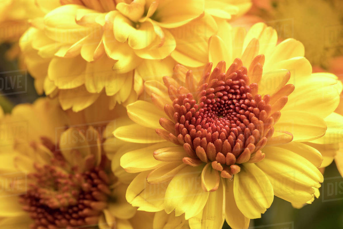 A close up studio photo of yellow mum flowers from a small bouquet. Stock Photo Dissolve