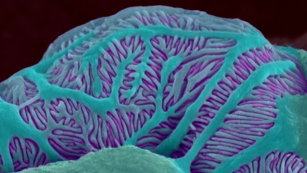 Kidney glomerulus (podocytes and capillaries of the renal corpuscle ...