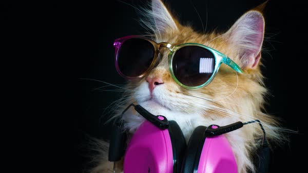 Beautiful Cool Disco Cat With Abstract Background - Stock Video Footage