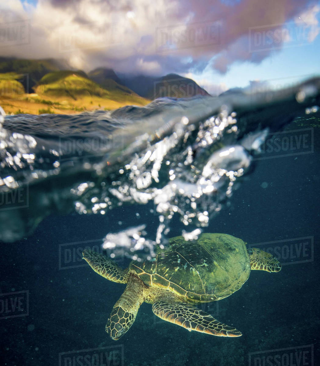 Hawaiian Green Sea Turtle cruising through clear water and over coral ...