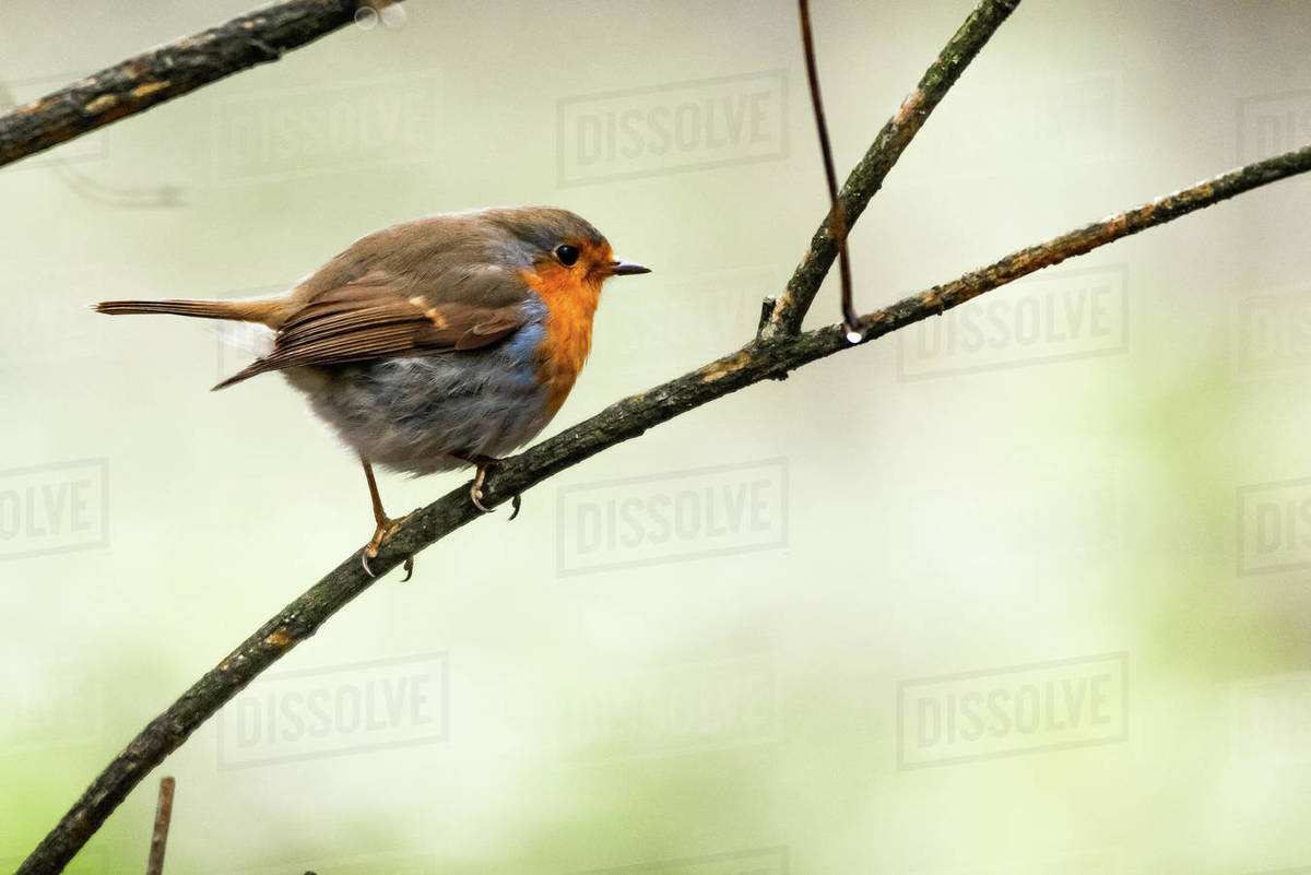 Robin sitting on a branch with puffed up feathers Stock Photo Dissolve