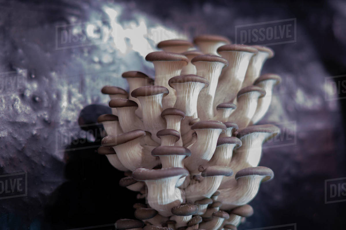 Oyster mushroom pattern copy space for design and decoration. Meat