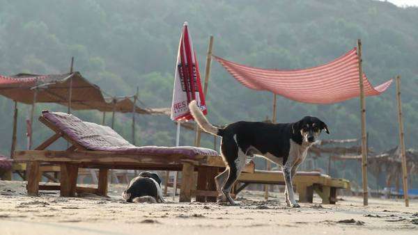 Dogs Laying On A Sandy Beach By The Deck Chairs Stock Video Goa India 21 January 2017 Man Doing A Religious Ritual At Sandy Beach