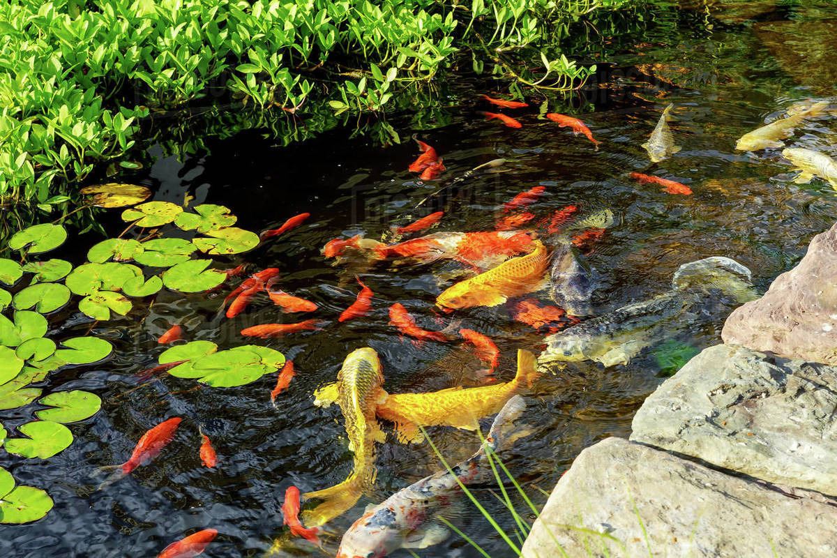 The goldfish floats in an artificial pond Colorful decorative fish