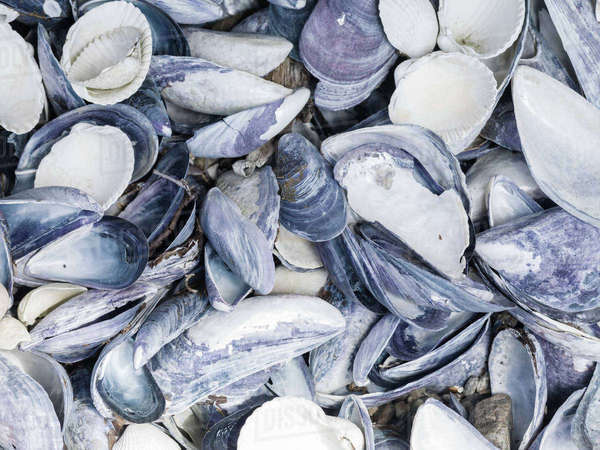 Shells - Royalty-free Stock Photo | Dissolve