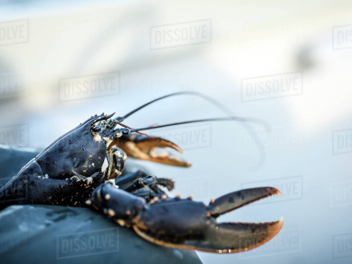 Lobster, closeup Stock Photo Dissolve