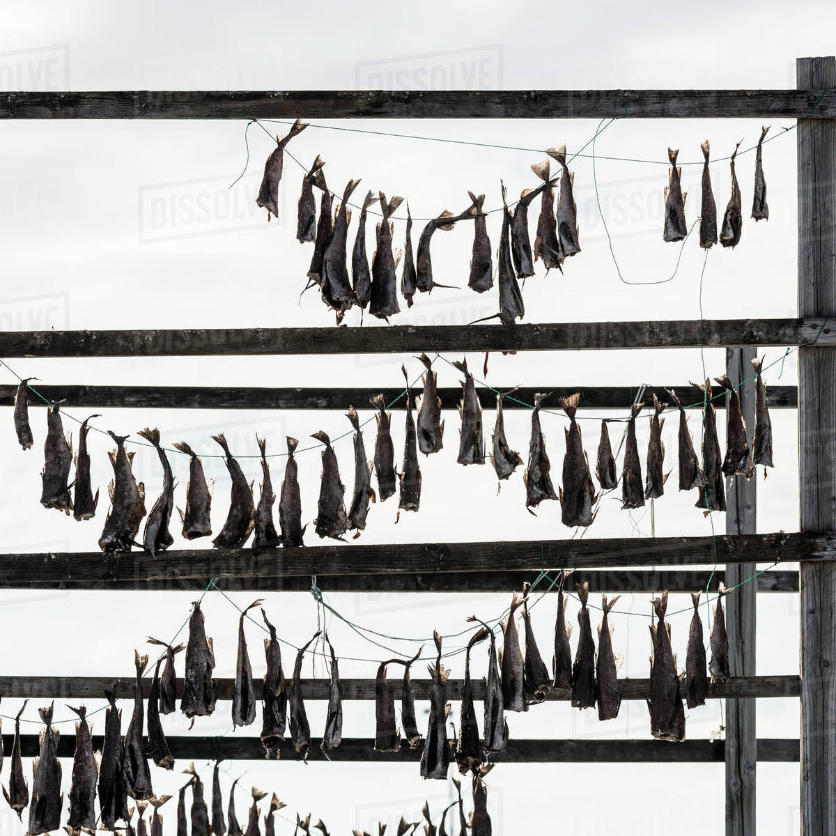Fish drying Stock Photo Dissolve