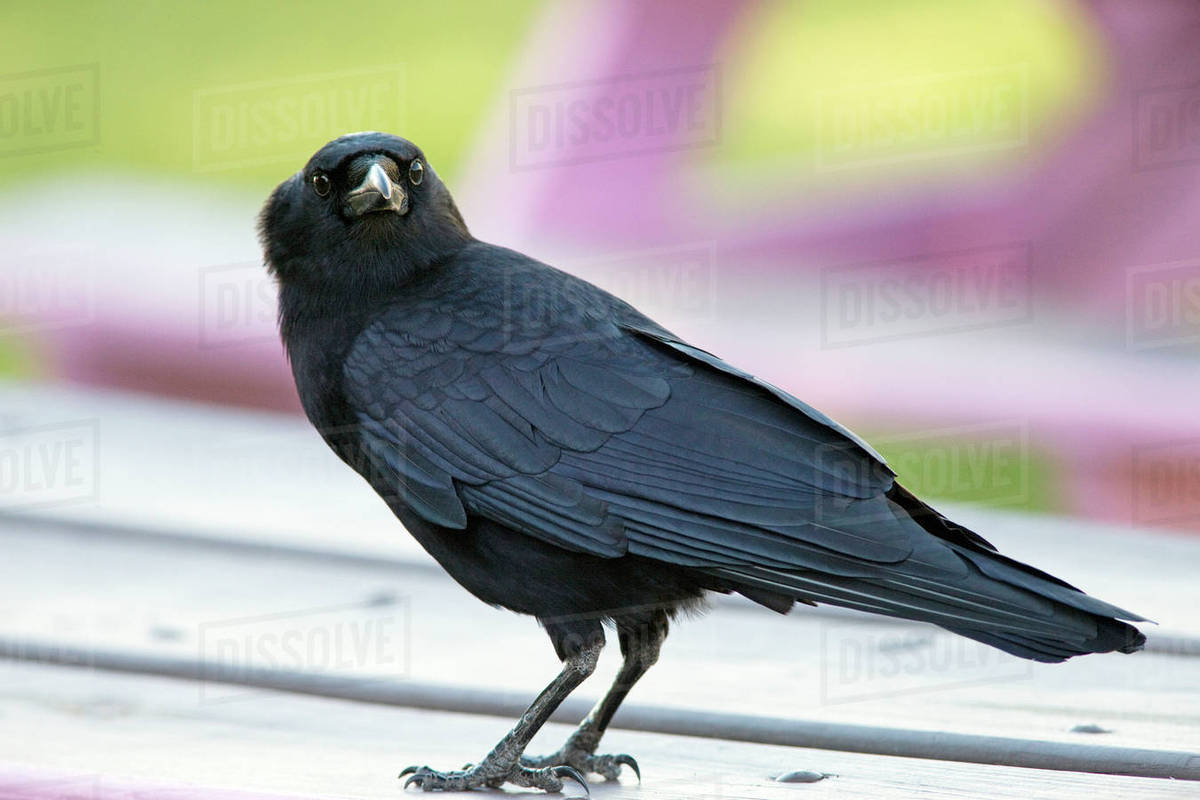 crow camera