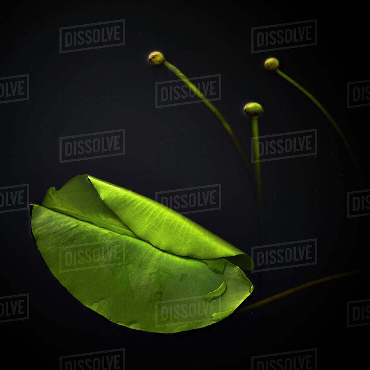 Leaf on water Stock Photo Dissolve