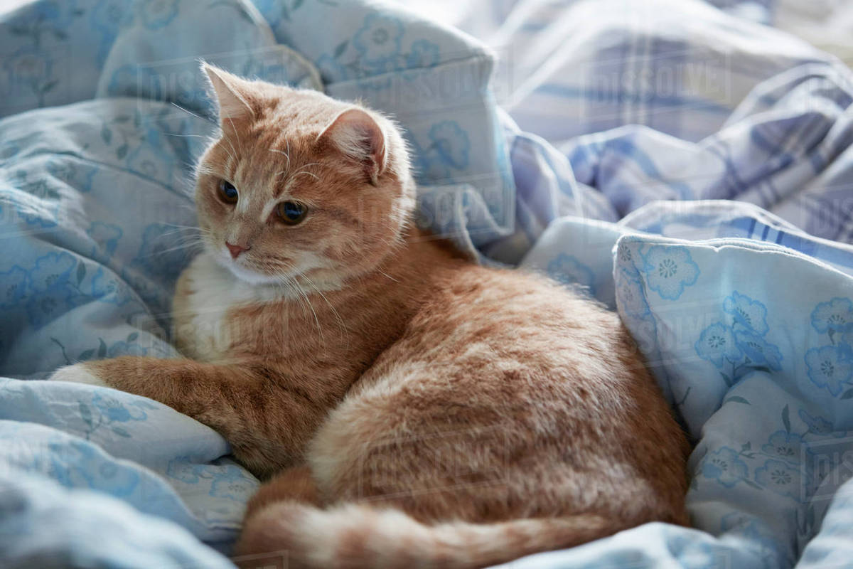 Cat sleeping on bed Stock Photo Dissolve