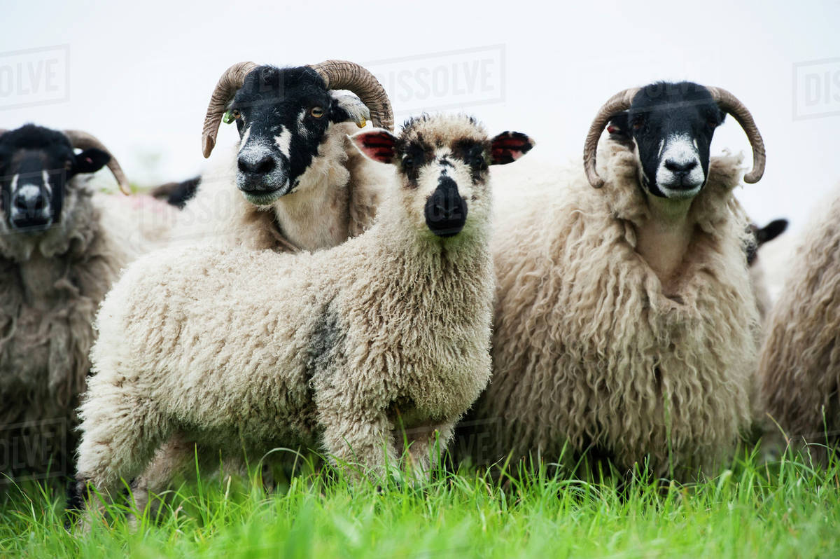 What Are The Advantages Of Using Crossbred Ewes As Breeding Ewes