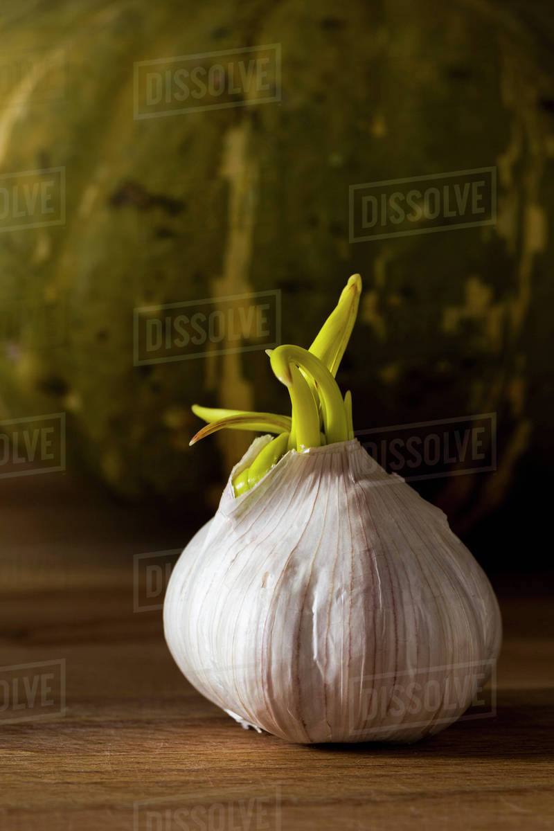 Close up of a sprouted garlic bulb on a wooden board and green squash background; Calgary