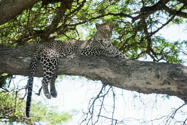 Leopard sprawled on tree limb near Ndutu, Ngorongoro Crater ...