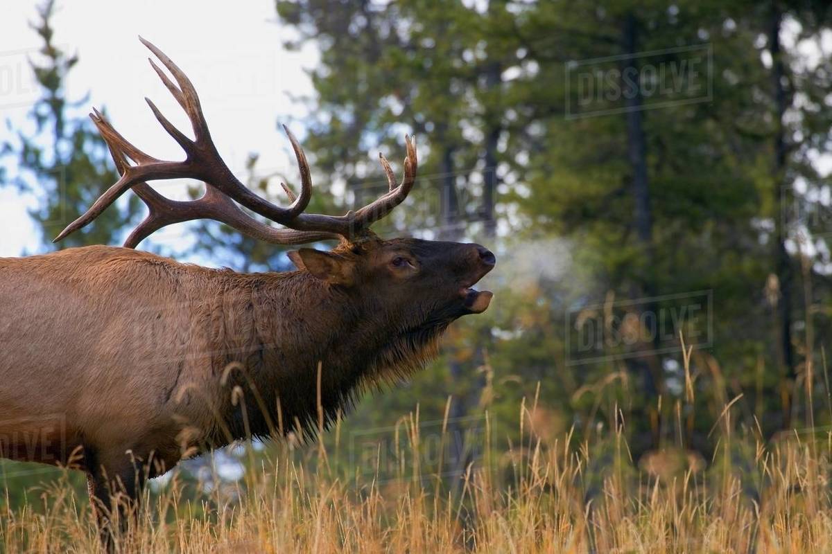 Bull Elk Bugling Stock Photo Dissolve