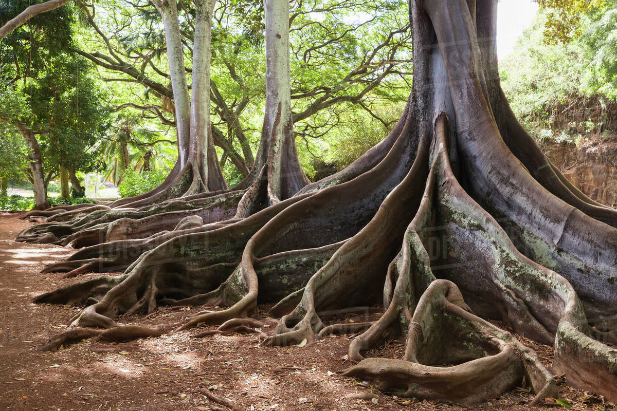 Allerton Garden, Part Of National Botanical Garden Near Poipu Stock