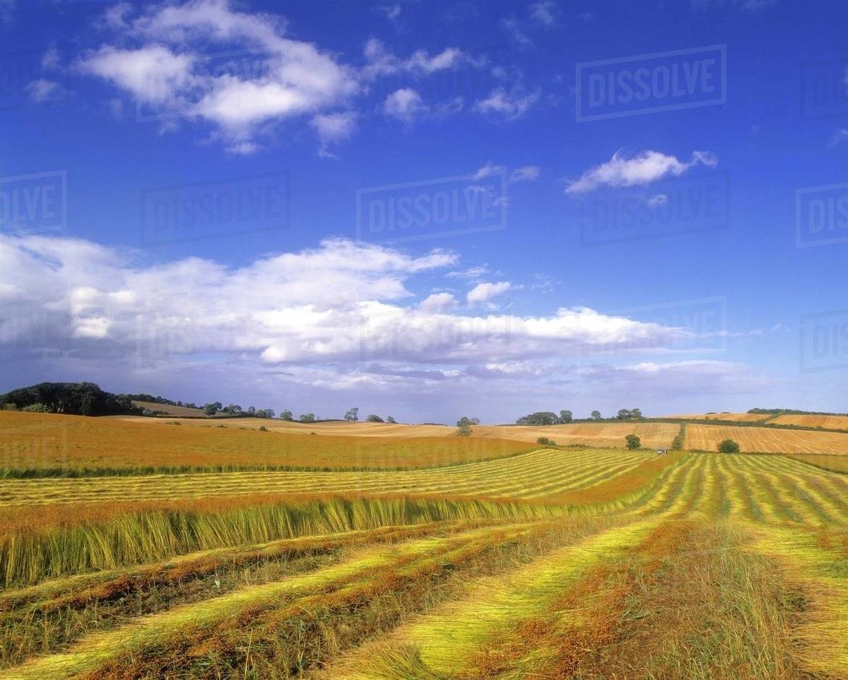 Panoramic View Of A Field Of Flax, Seaforde, County Down, Northern