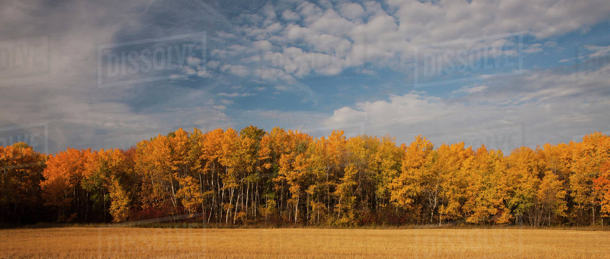 Landscape and deciduous trees in a forest with autumn colours; Manitoba