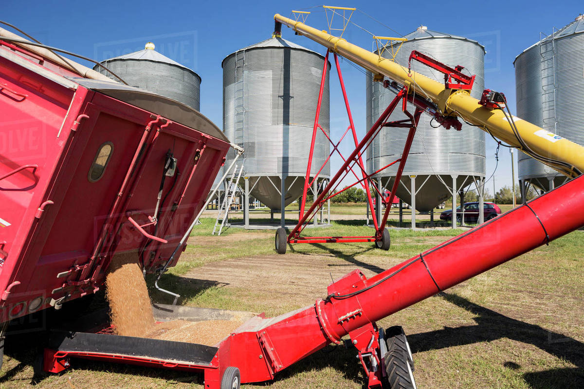 Grain truck filling auger and large metal grain bins against a blue sky