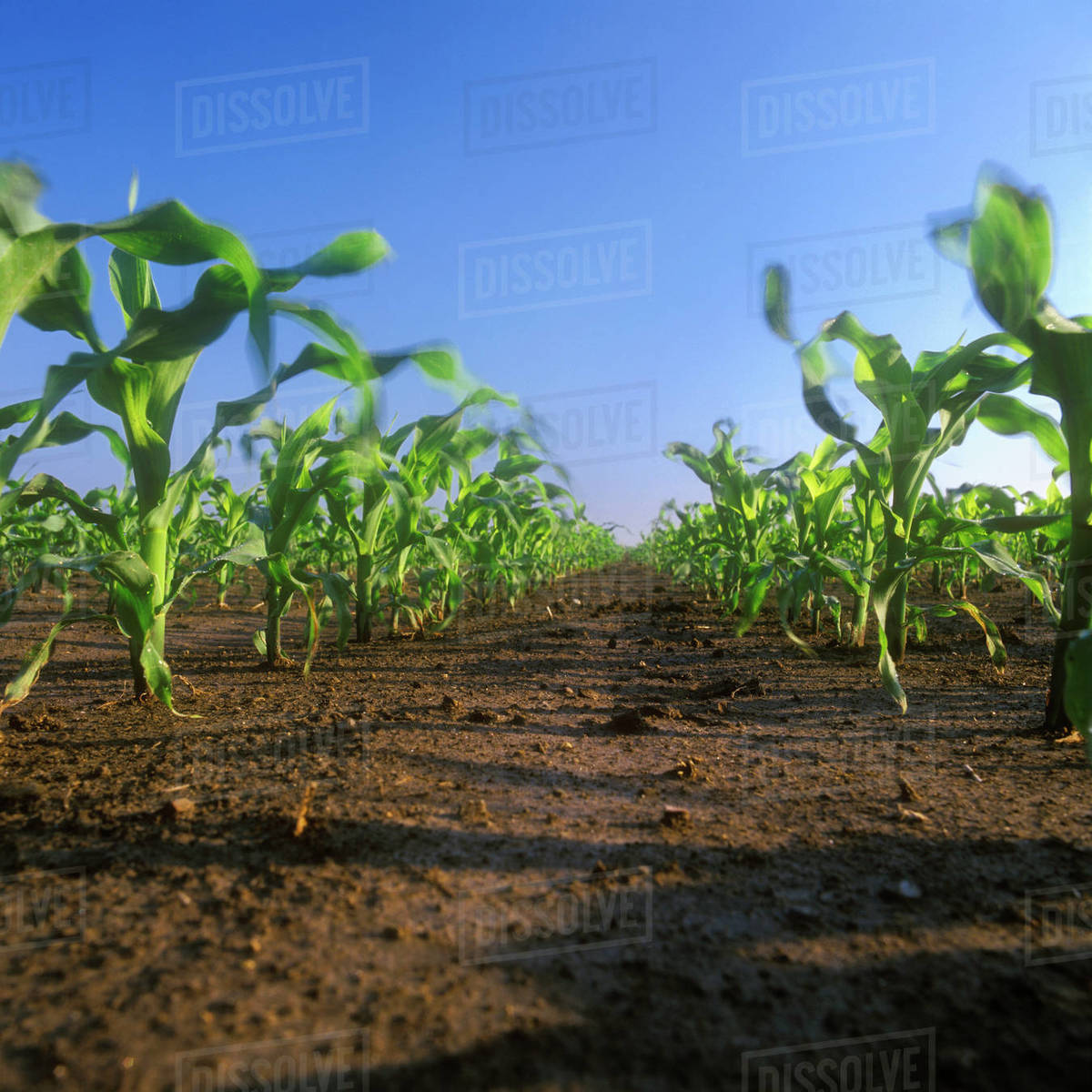 Agriculture Rows of early mid growth grain corn plants
