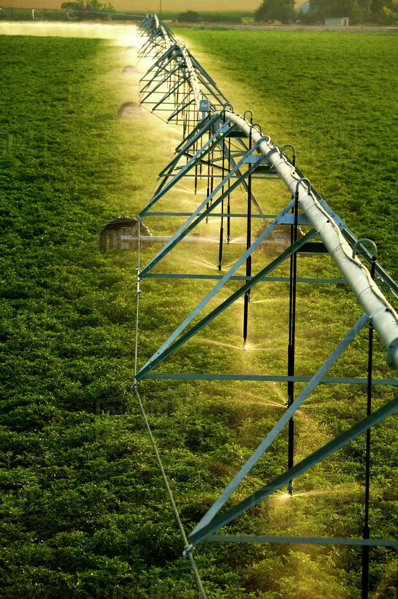 Agriculture Center Pivot irrigation system irrigating a mid growth