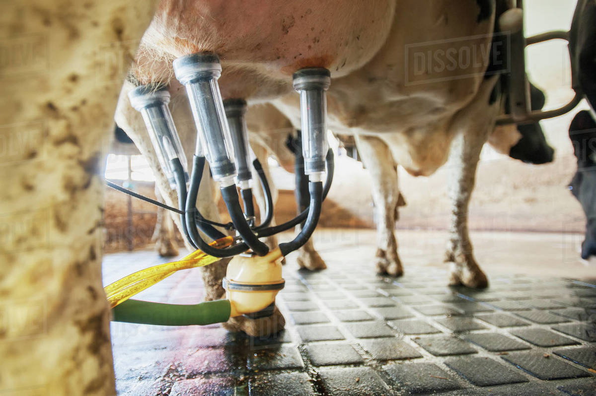 Close Up Of Milking Equipment Attached To Dairy Cow; Ridgely, Maryland