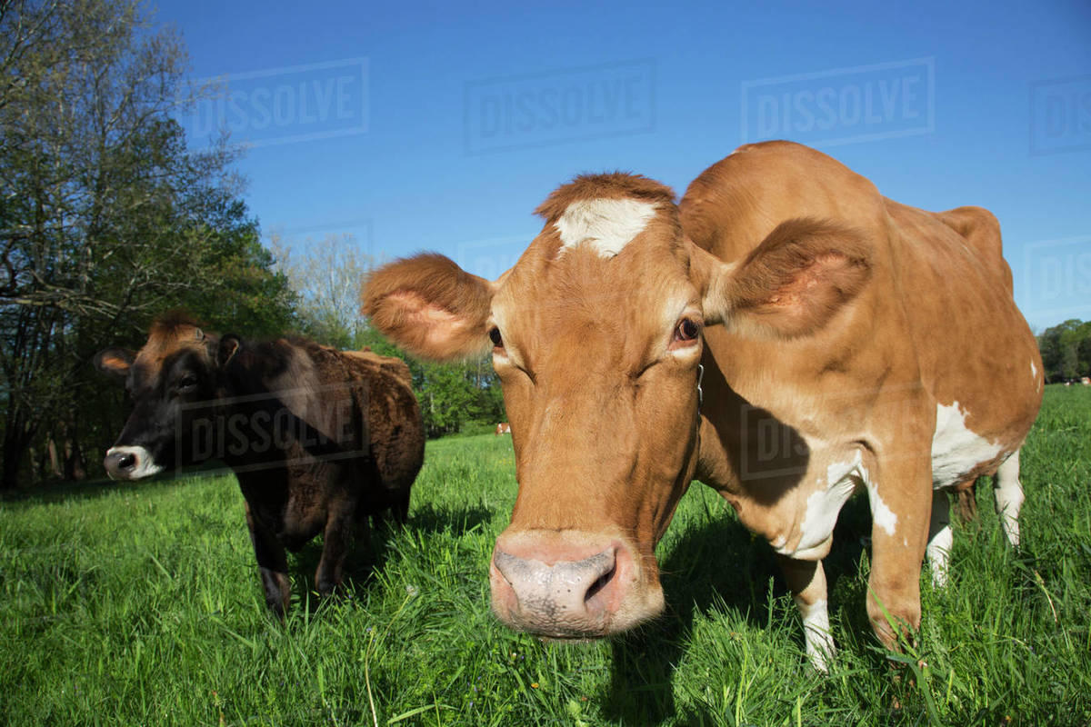Jersey Cow (On The Left) With Guernsey In Spring Pasture; Granby, Connecticut, United States Of