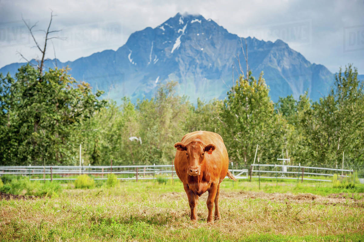 Beef Cattle On A Farm In Alaska (Bos Primigenius); Palmer, Alaska