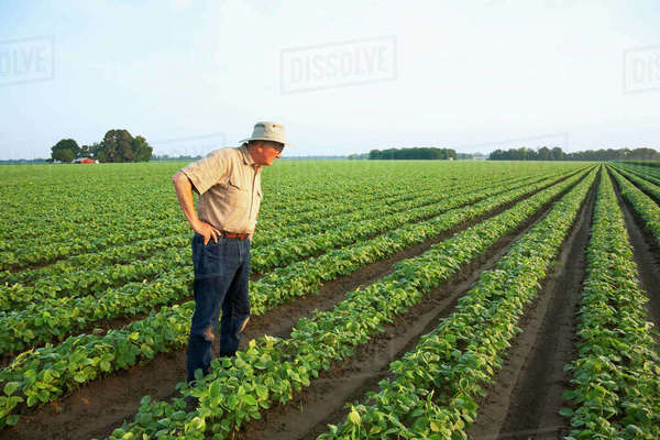 Agriculture - A farmer (grower) walks through his field inspecting his ...