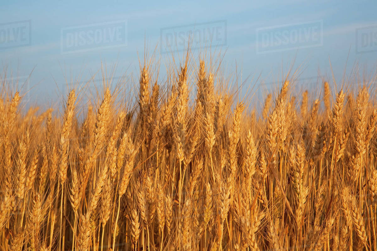 Agriculture Mature harvest stage soft red winter wheat in late Spring