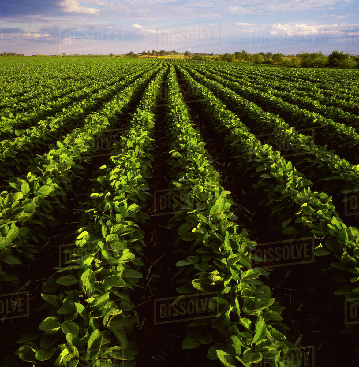 Agriculture Mid growth minimum tillage soybean field showing corn