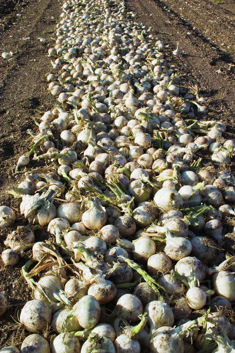 Agriculture White onions that have been dug up are curing in the