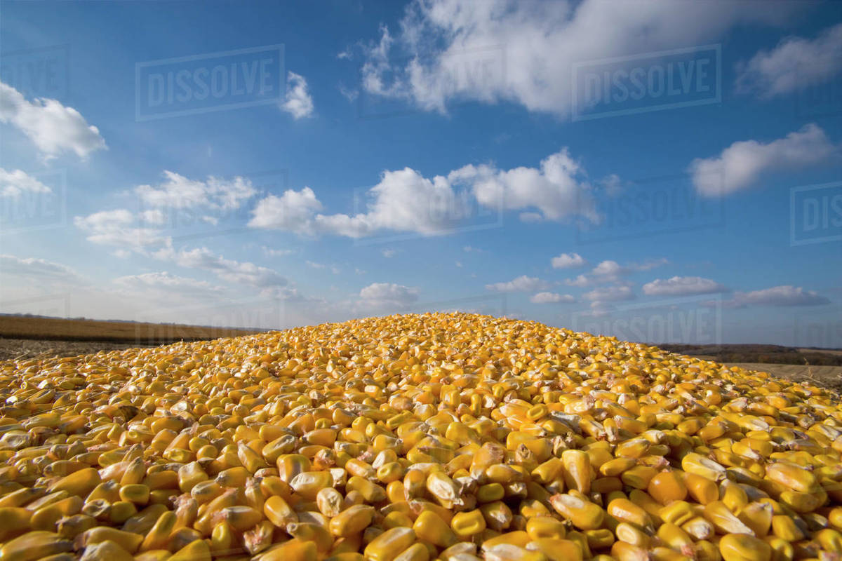 Agriculture Freshly harvested grain corn piled up in the reservoir of