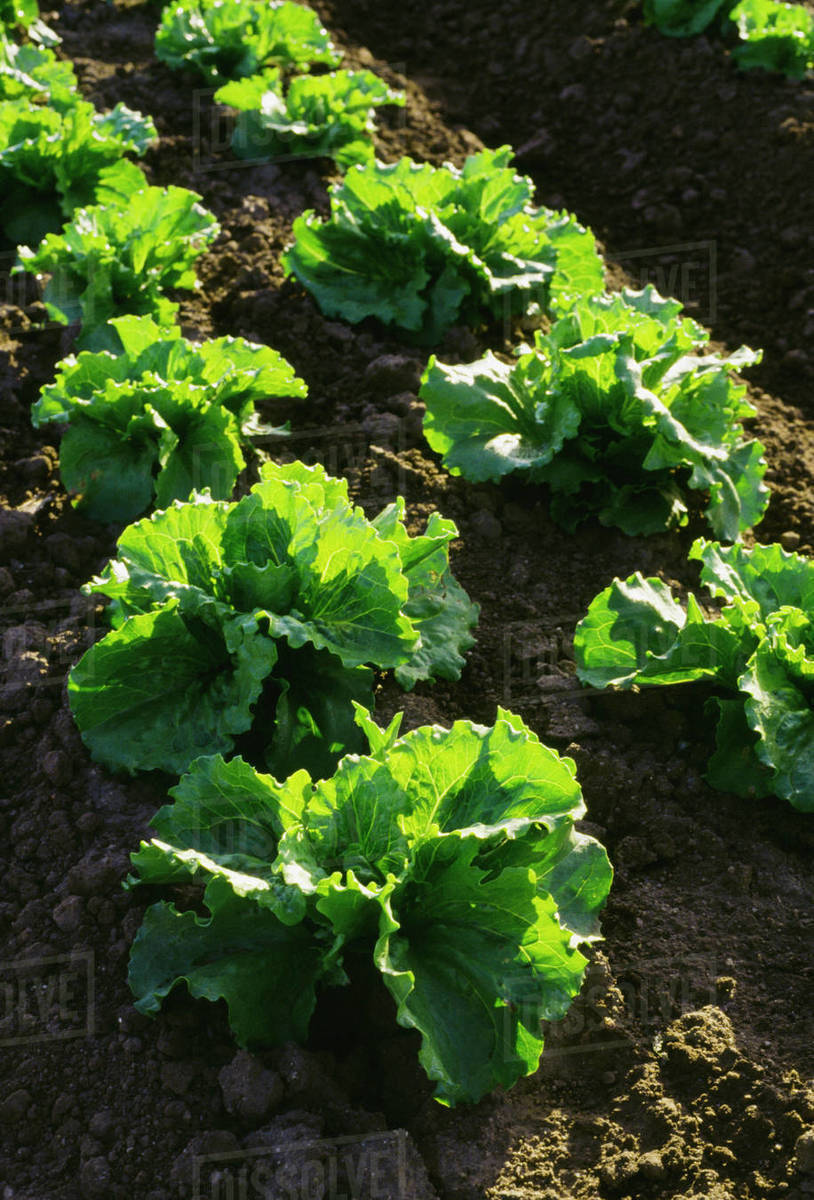 Agriculture Young Iceberg Lettuce Plants / Salinas Valley, California