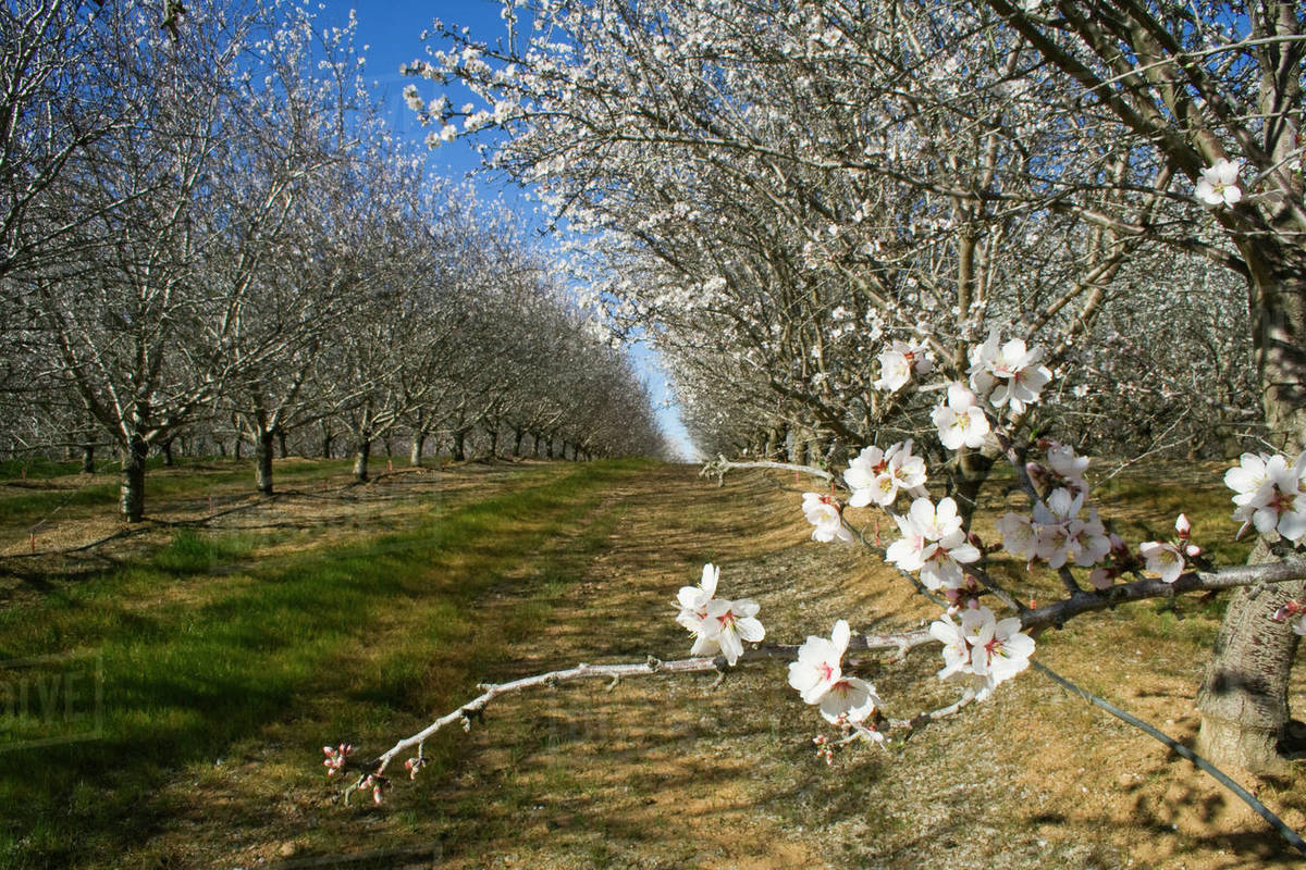 Agriculture Almond orchard in full bloom in late Winter / Glenn