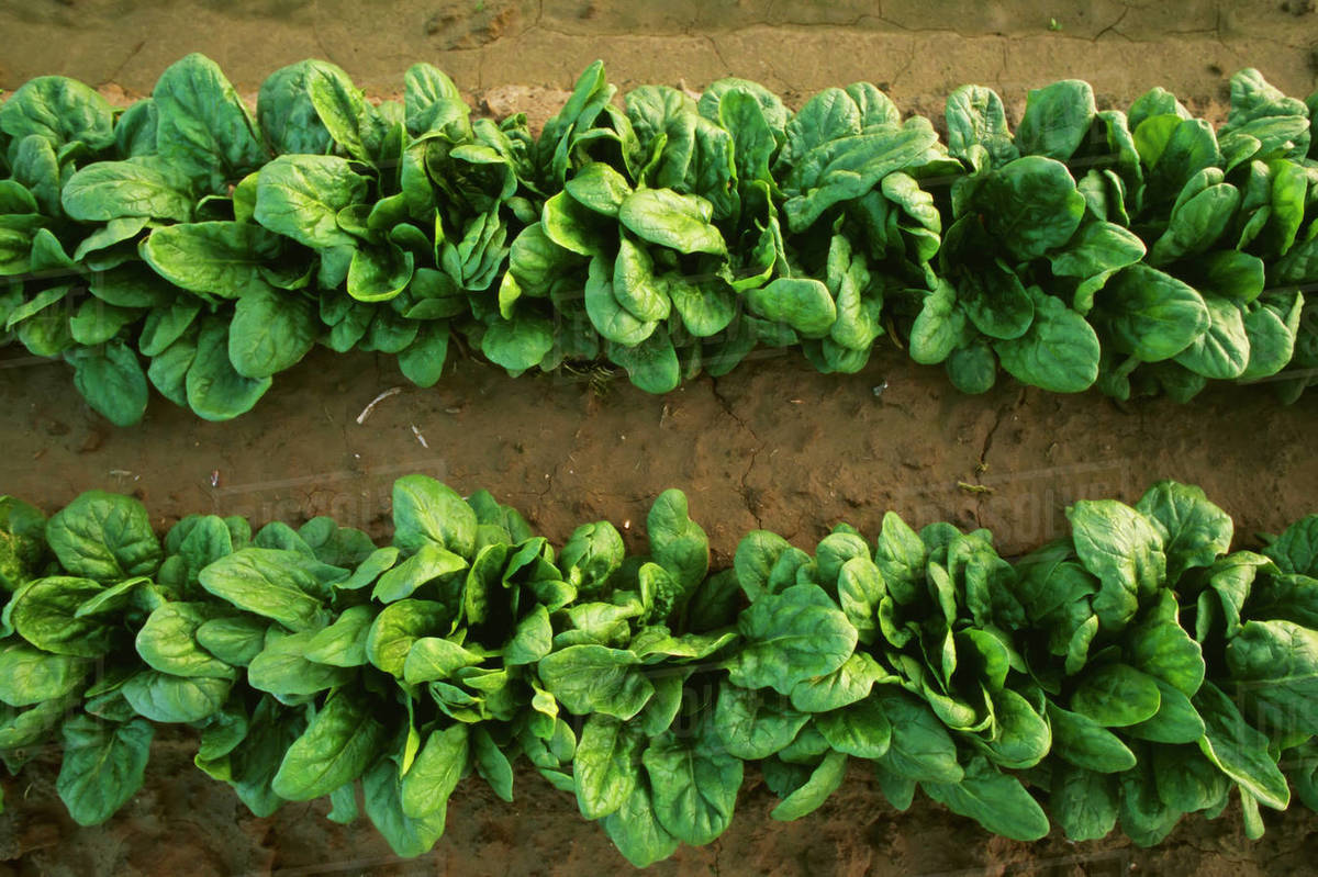 Agriculture Rows of mid growth spinach / near Crows Landing, San