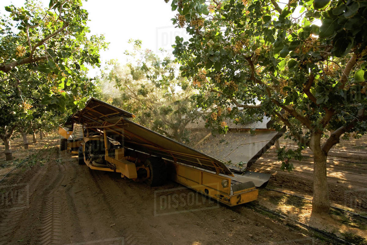 Agriculture Pistachio harvesting; a mechanical shaker removes the